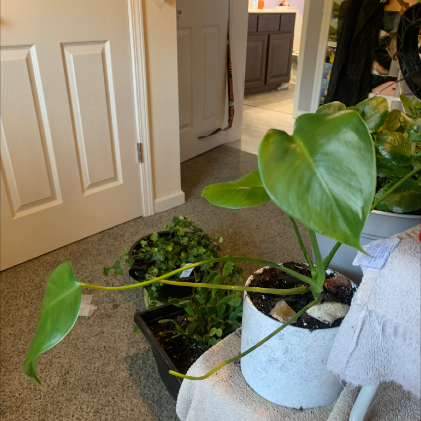 Monstera plant photo by @caylincarpenter named lil on Greg, the plant care app.