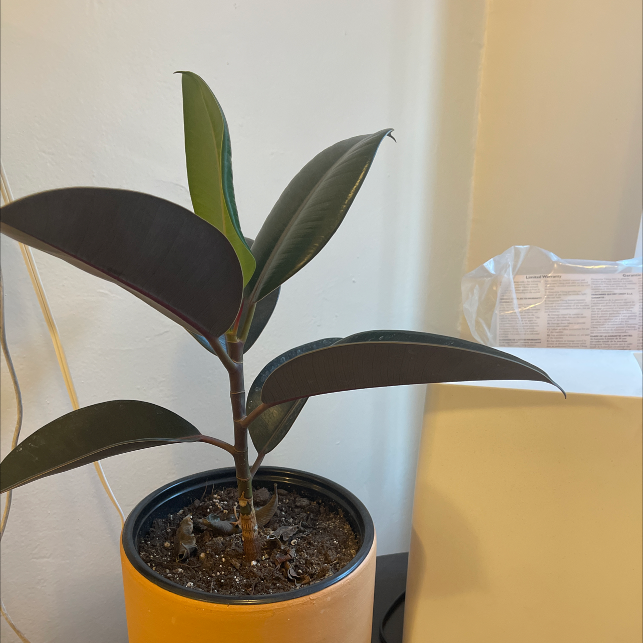 Rubber Plant plant photo by Gitana named Edgar on Greg, the plant care app.