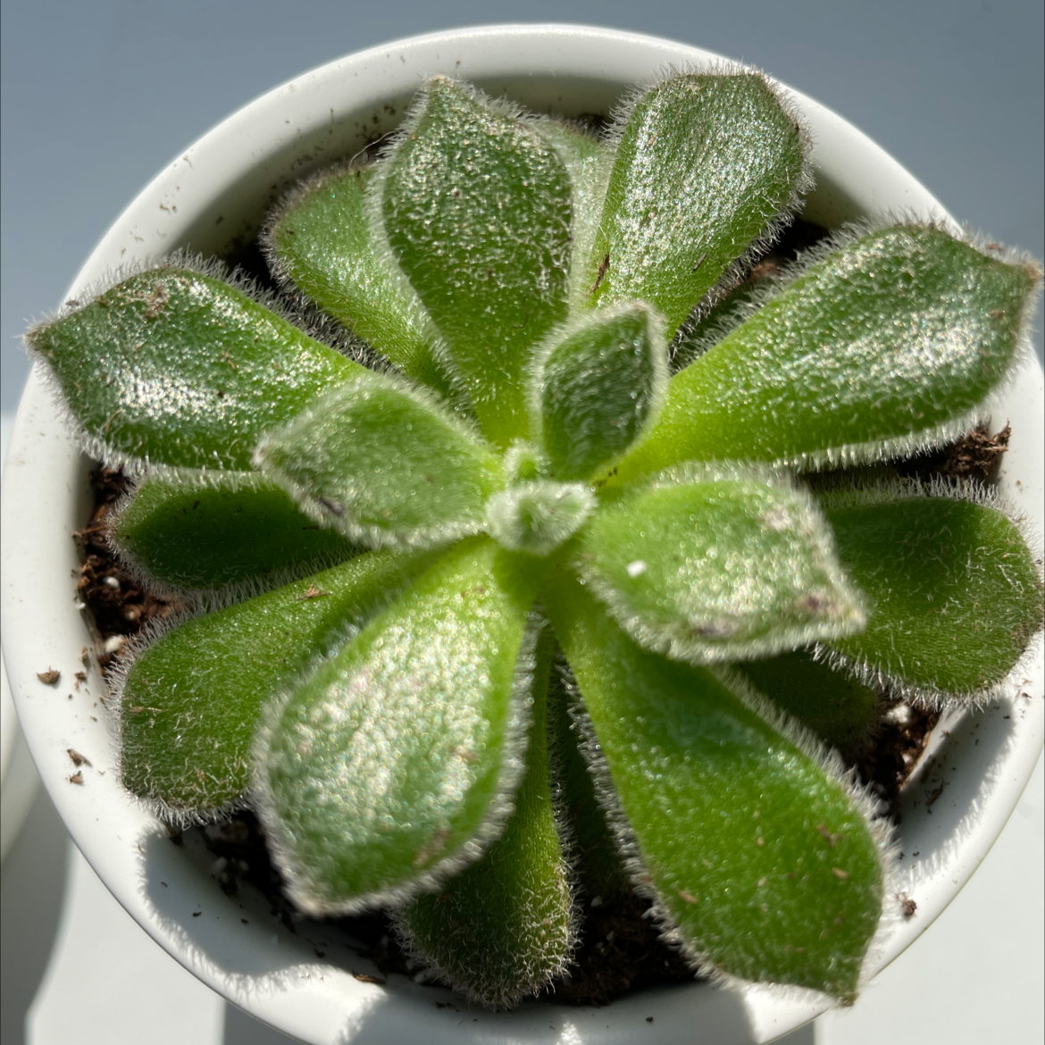 Mexican Firecracker plant in a white pot with green, fleshy leaves.