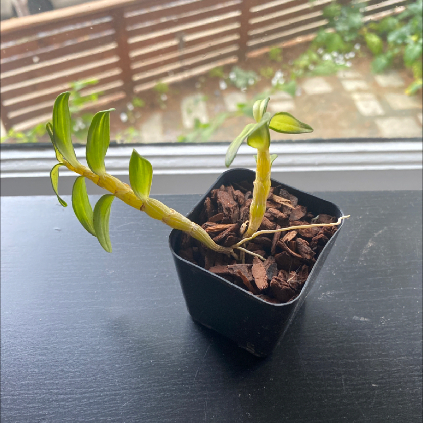 Photo of the plant species Shihu Orchid by @firehousejungle named Dendrobium Moniliforme on Greg, the plant care app