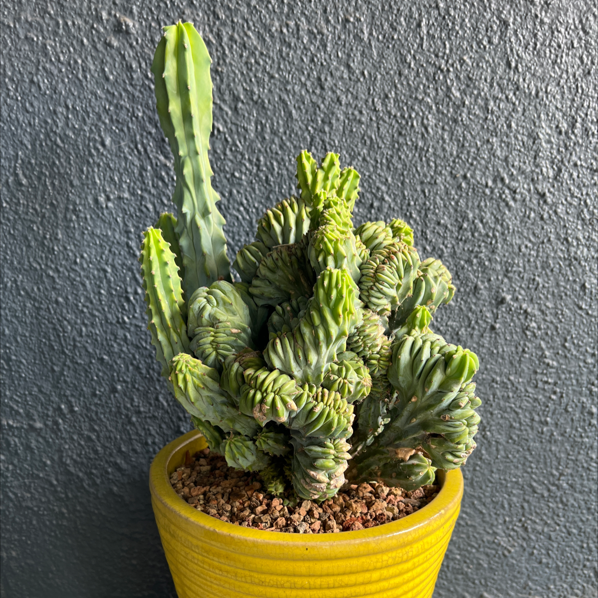 Crested Blue Flame cactus in a yellow pot against a dark background.