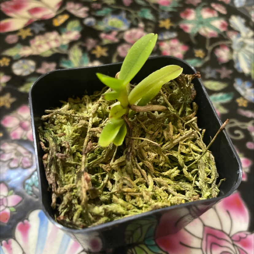 Photo of the plant species Small Shoe-carrying Thrixspermum by @firehousejungle named Thrixspermum Calceolus on Greg, the plant care app