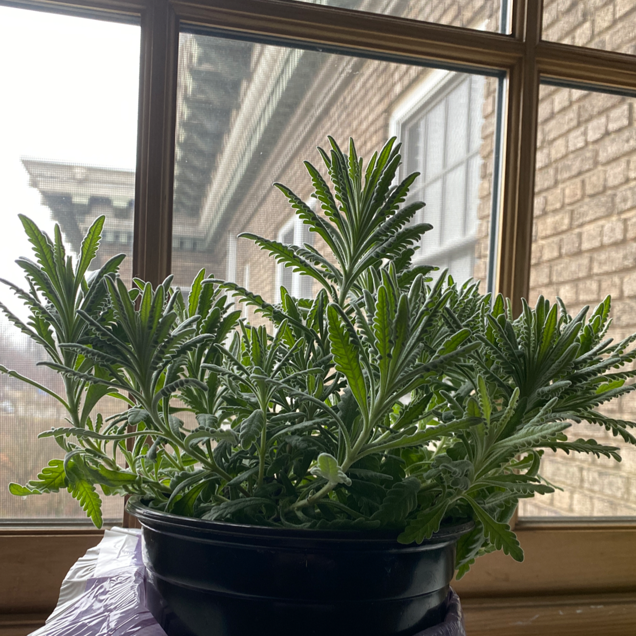 Healthy English Lavender plant indoors near a window.