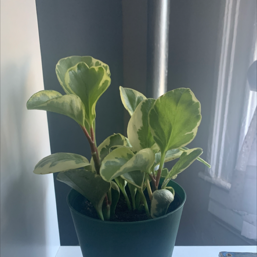 Baby Rubber Plant plant photo by @Vicmiljc named Mint on Greg, the plant care app.