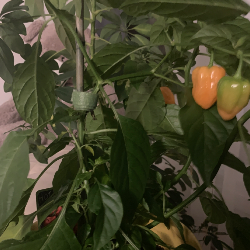 Pepper Plant plant photo by @Coralie_D named Habanero on Greg, the plant care app.
