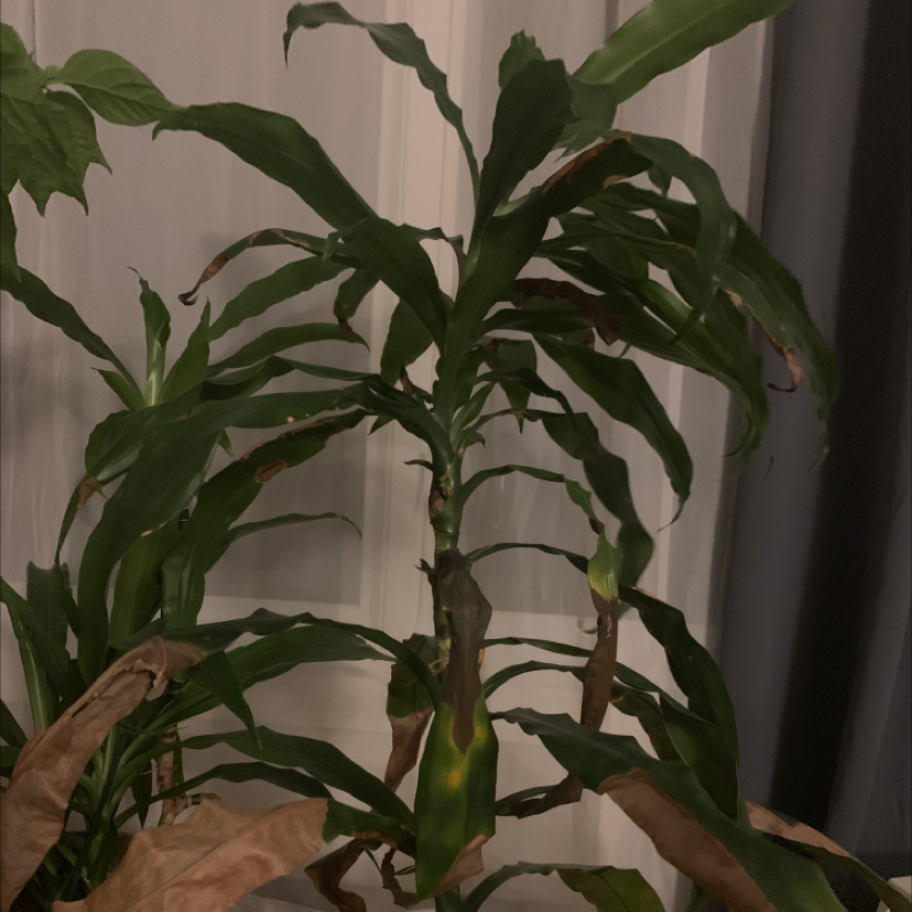 Cornstalk Dracaena plant photo by @Coralie_D named Fernie Saunders on Greg, the plant care app.