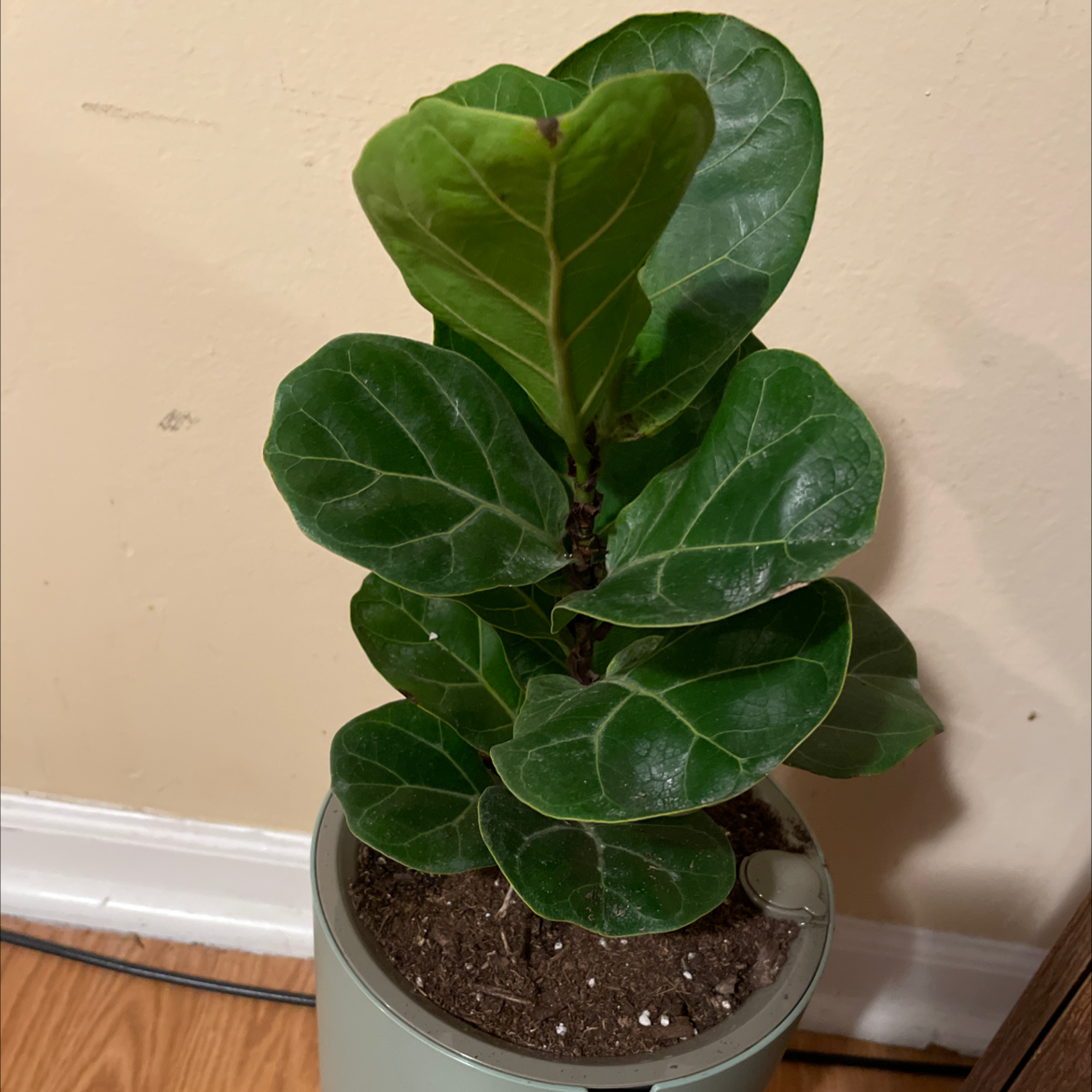 Fiddle Leaf Fig plant photo by Irma named Your plant on Greg, the plant care app.