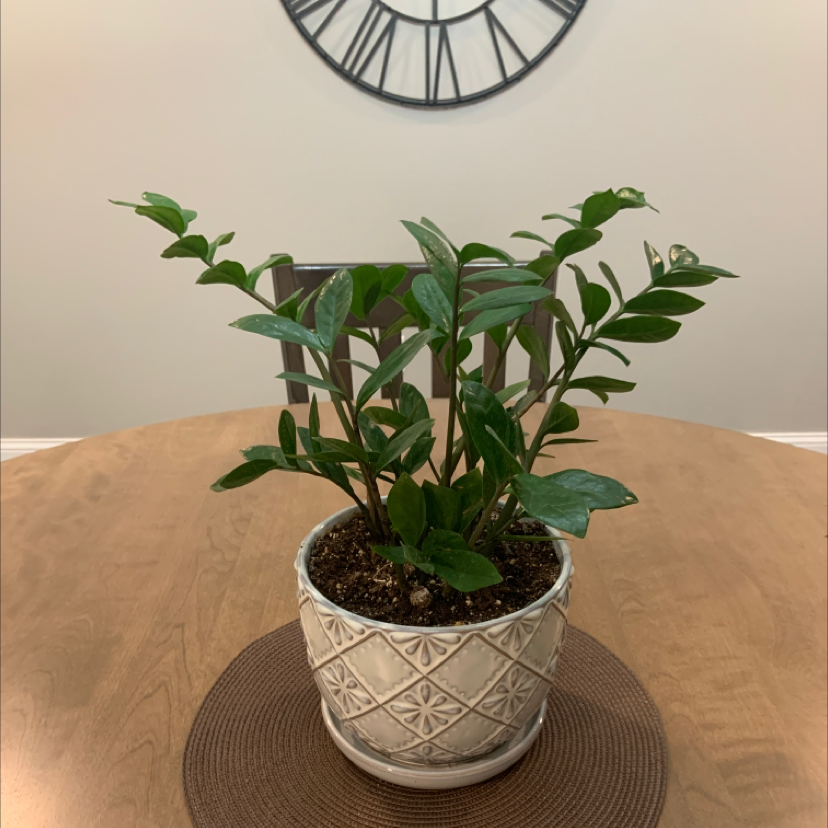 Zamioculcas Zamiifolia plant photo by Mary named Oscar on Greg, the plant care app.