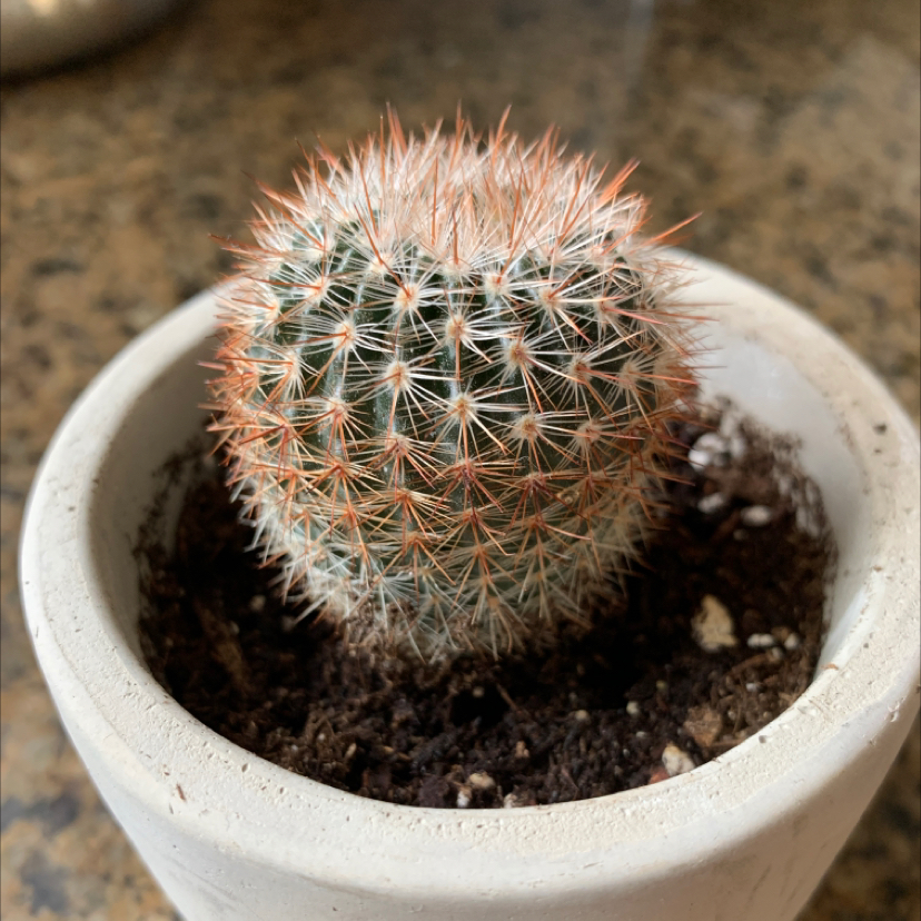 Closeup of a healthy pink-spined lace hedgehog cactus in a white ceramic pot, well-framed and in sharp focus.