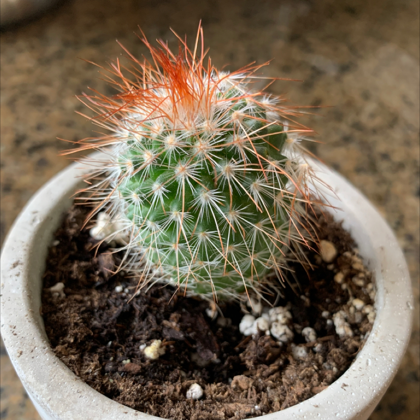 A healthy lace hedgehog cactus with dense orange-tipped spines, growing in a small pot with dark soil.