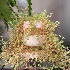 Crassula Pellucida plant