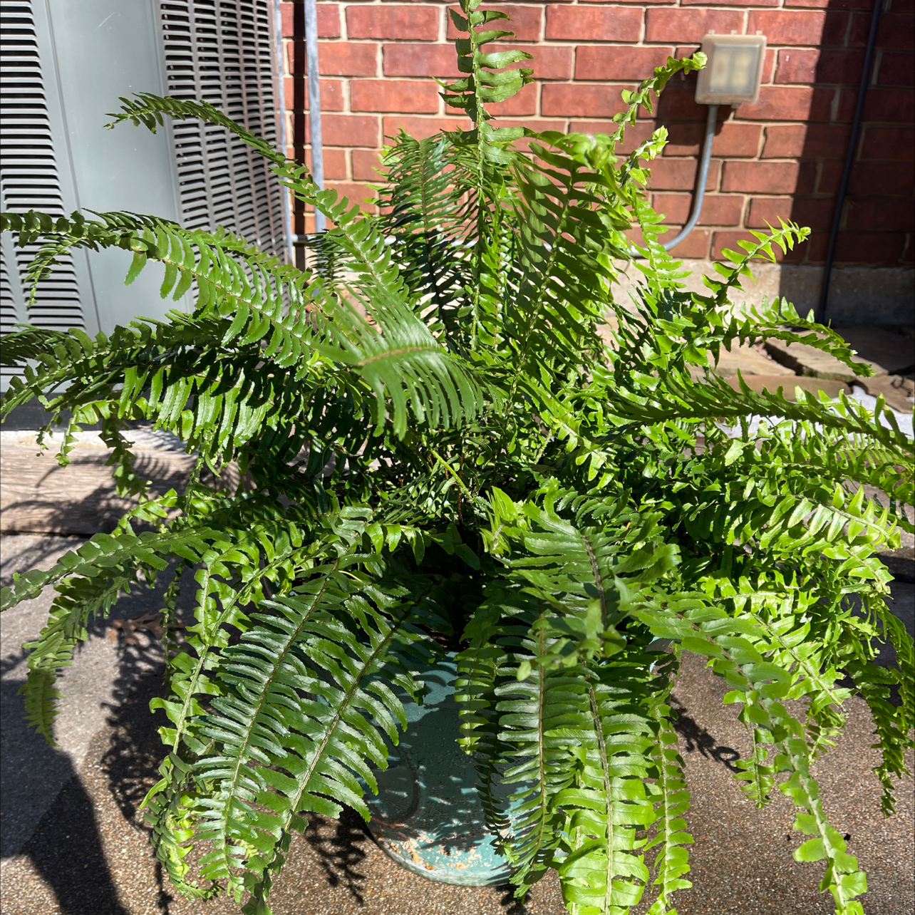 Kimberly Queen Fern with vibrant green fronds in an outdoor setting.