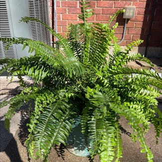 Kimberly Queen Fern plant in Highland Village, Texas