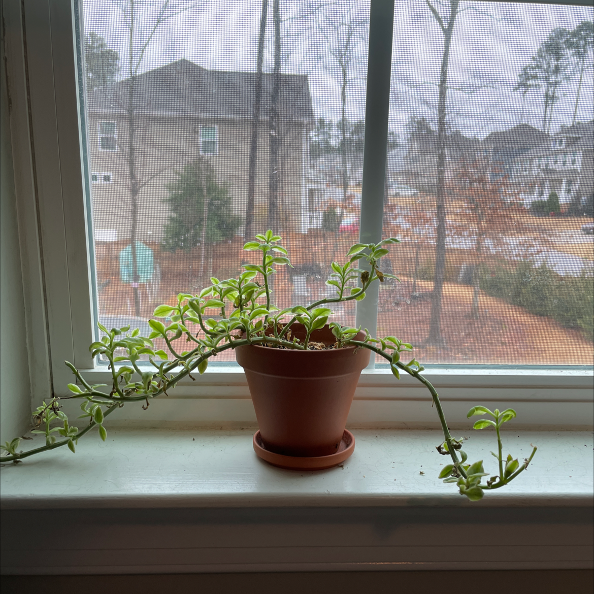 Potted Baby Sun Rose plant on a windowsill with trailing stems and green leaves.