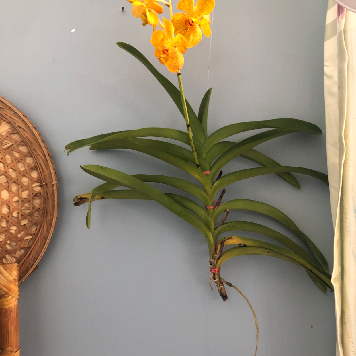 Fire Star Orchid with orange flowers mounted on a wall, minor browning on leaf tips.