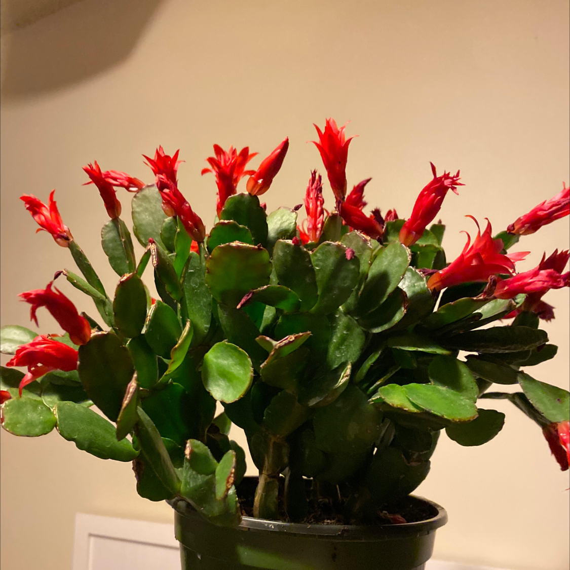 Easter Cactus with vibrant red flowers in a pot, appearing healthy.