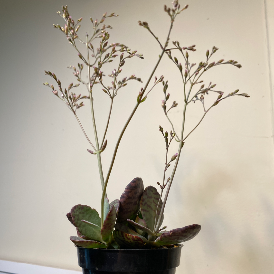 Penwiper Plant in a black pot with tall stems and small buds or flowers.