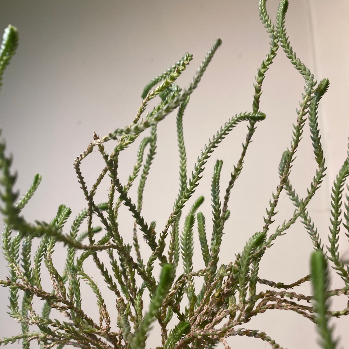 Rattail Crassula plant with elongated, trailing stems, some showing browning.