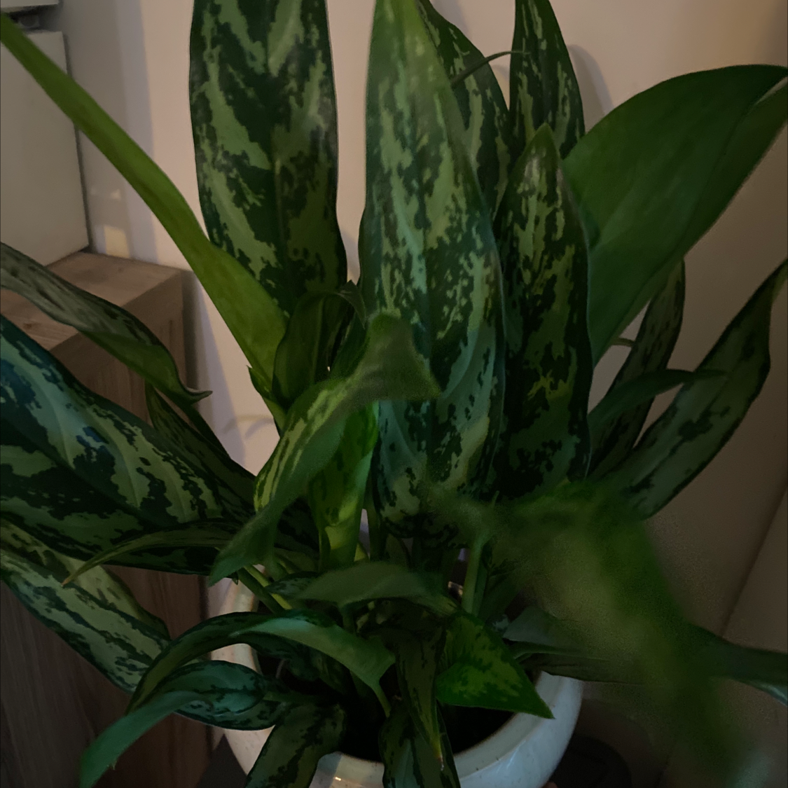 Aglaonema 'Emerald Beauty' plant with dark green leaves and lighter green patterns in a pot.