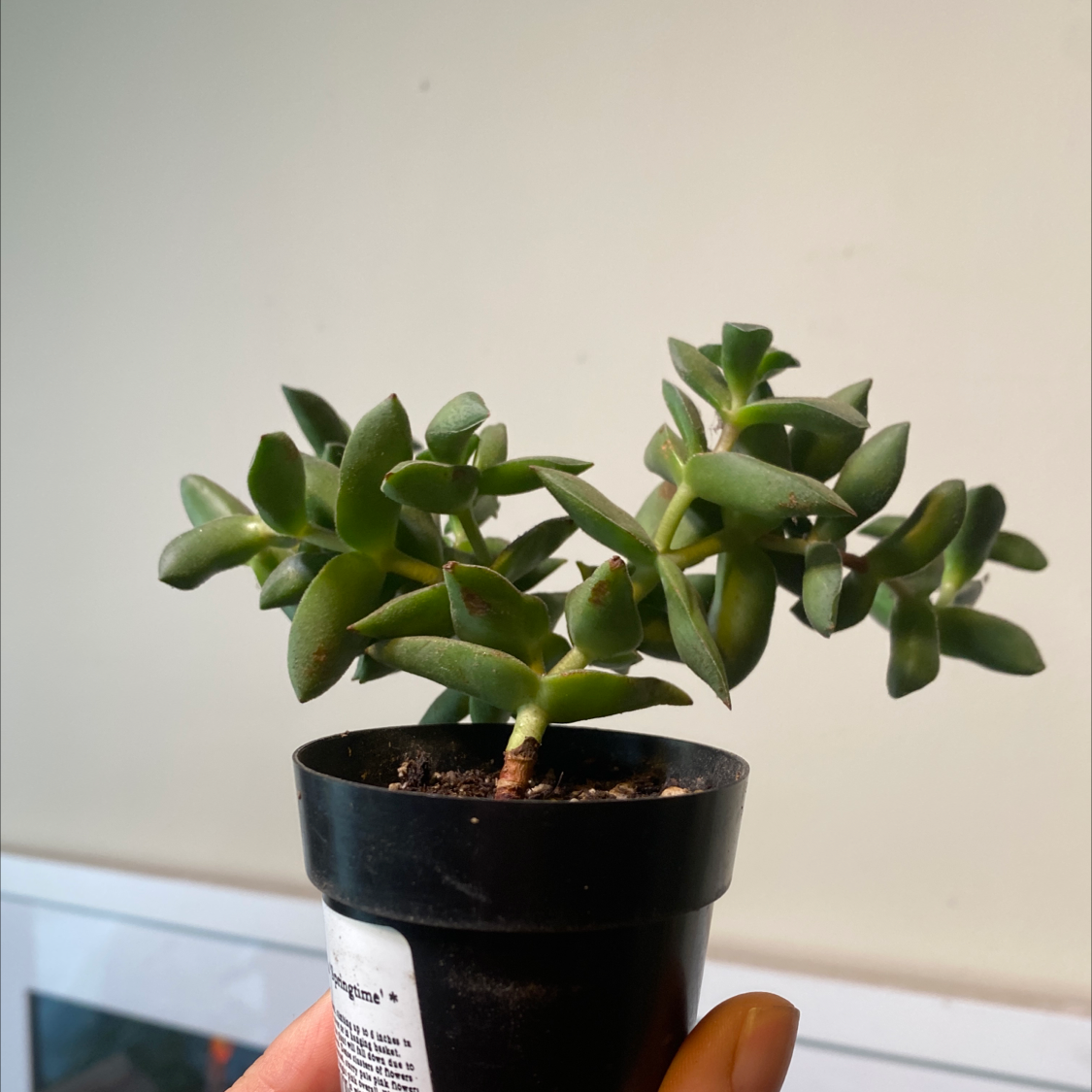 Crassula 'Springtime' plant in a small black pot, held by a hand.
