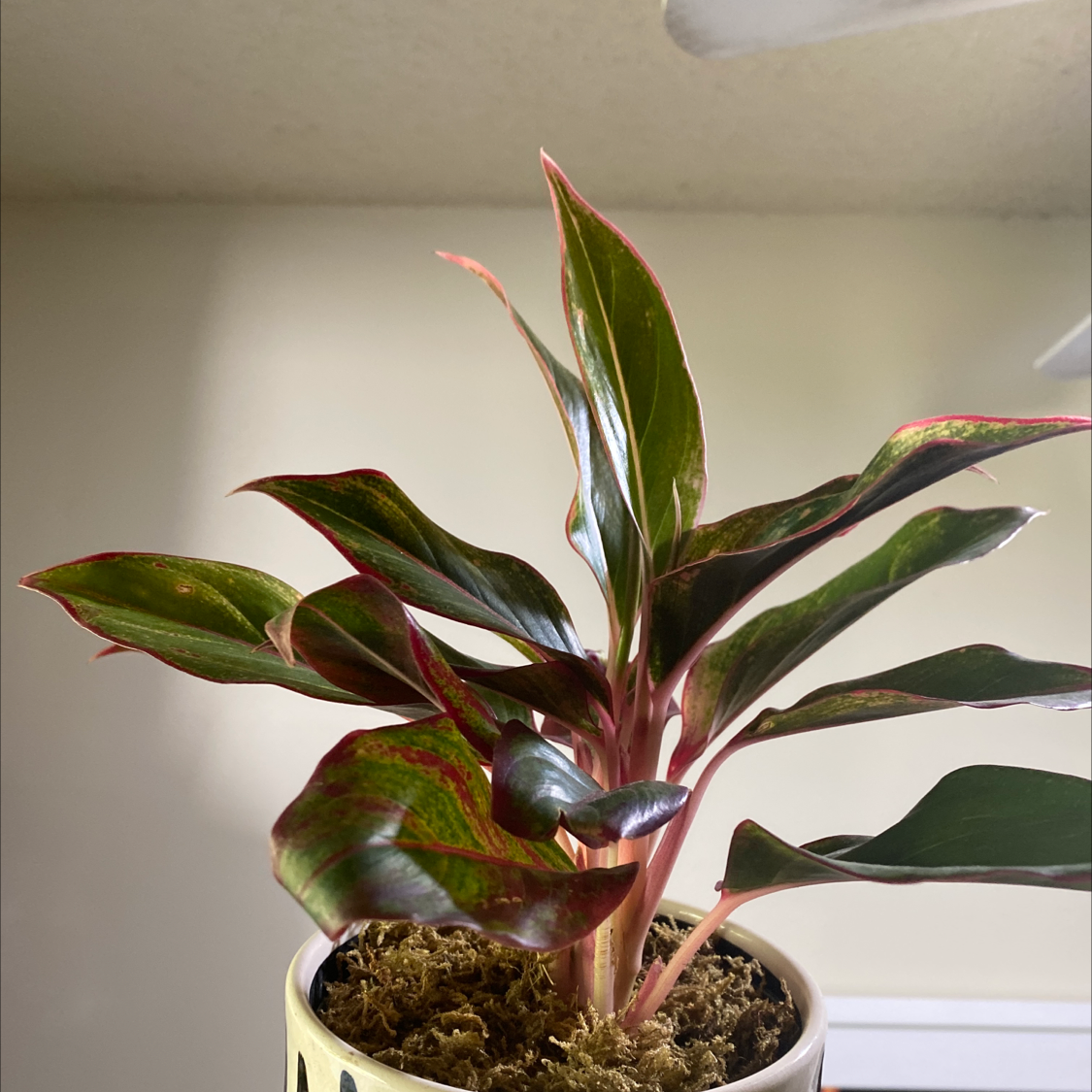 Red Siam Aurora Aglaonema plant in a pot with vibrant red and green leaves.