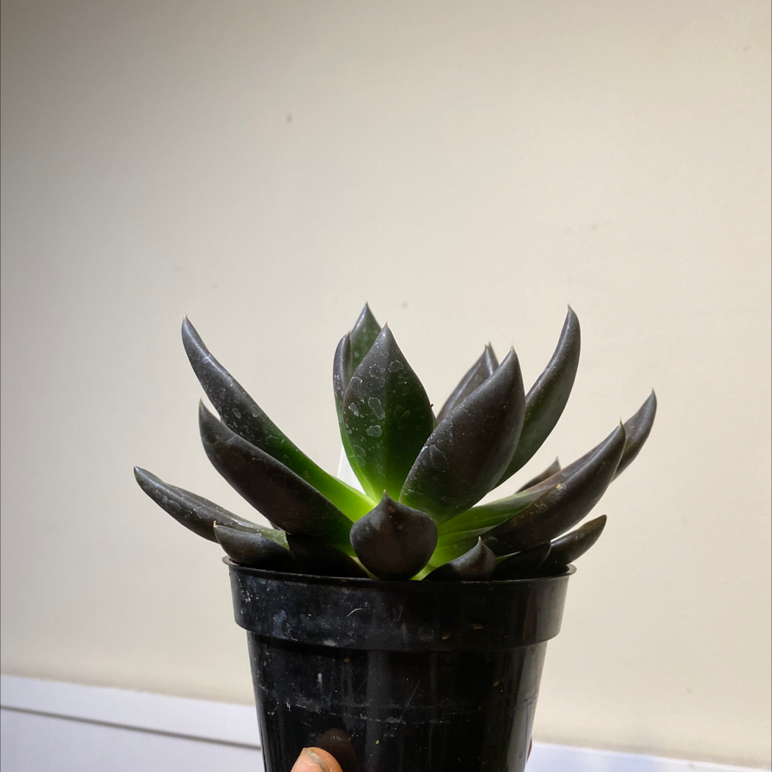 Echeveria 'Black Knight' succulent in a black pot, held by a hand.