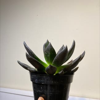 Echeveria 'Black Knight' plant in Somewhere on Earth