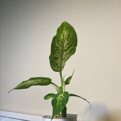 Dieffenbachia 'Compacta' plant