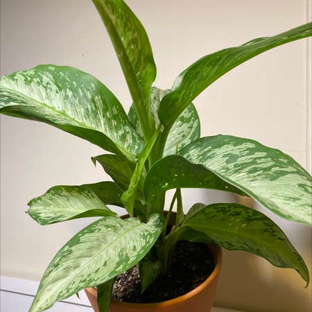 Photo of the plant species Dumb Cane 'Tiki' by Juniperjoon named Riki Tiki on Greg, the plant care app