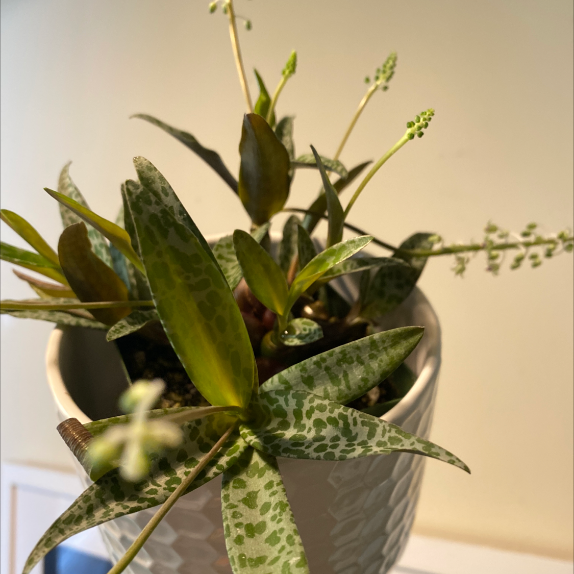 Silver Squill plant in a pot with spotted leaves and visible flower stalks.