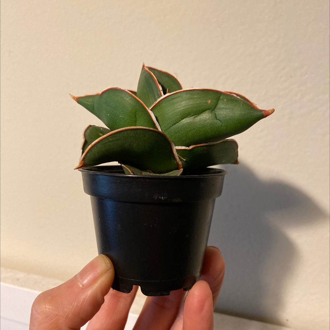 Samurai Dwarf Snake Plant in a small black pot held by a hand.