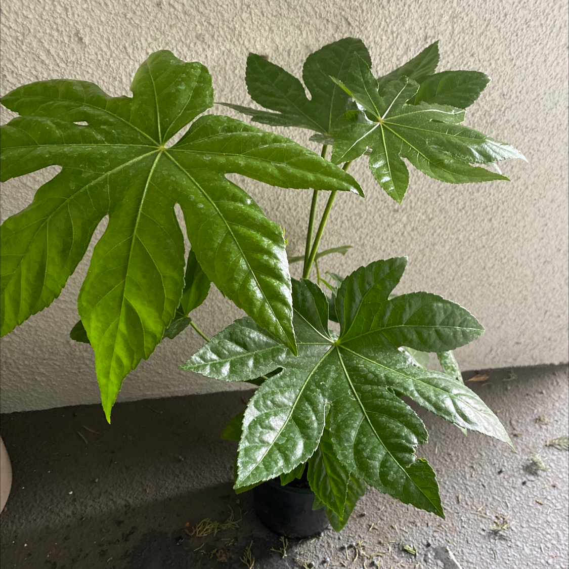 Fatsia plant with large, glossy, palmate leaves in a pot.