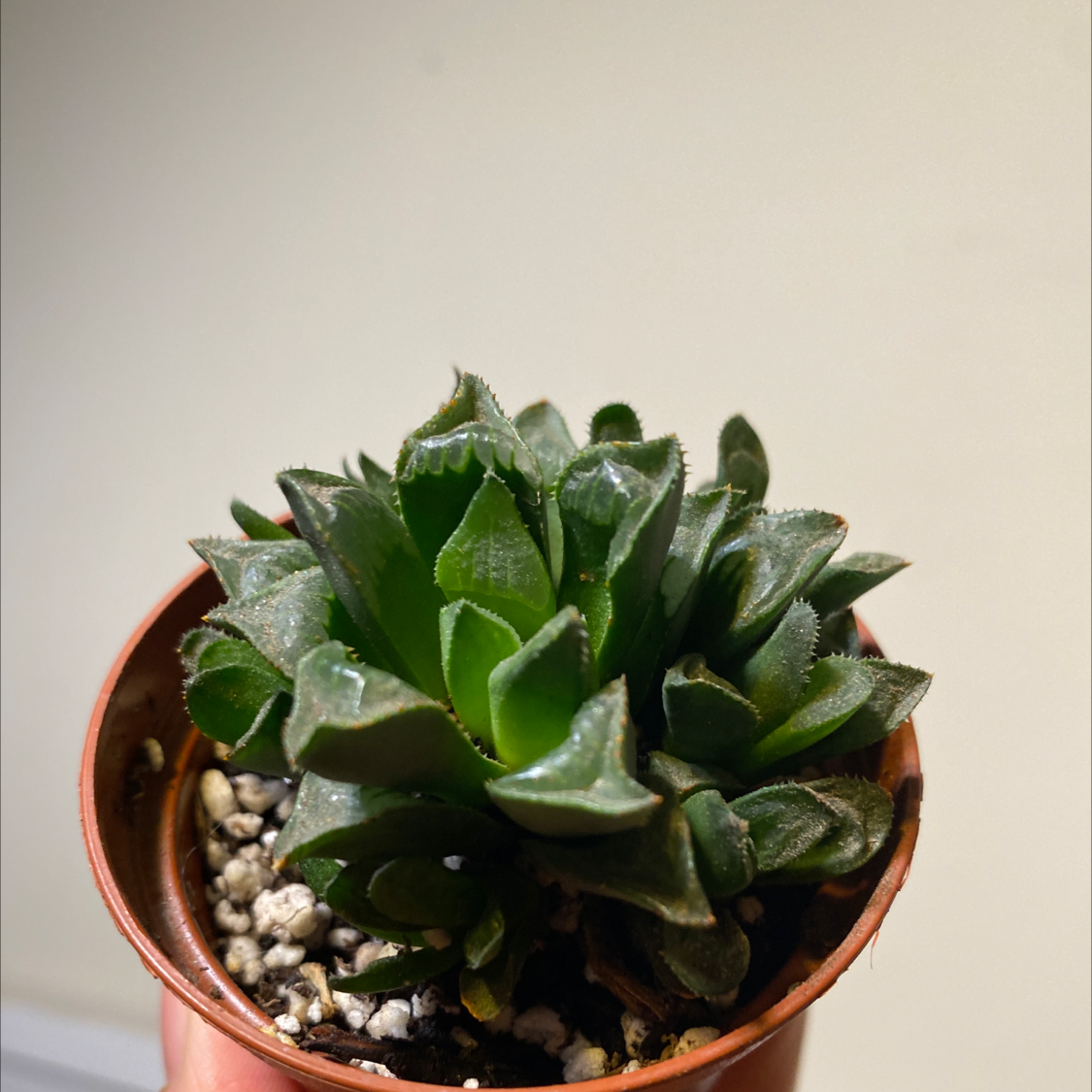 A healthy Star Cactus in a small pot with visible soil.