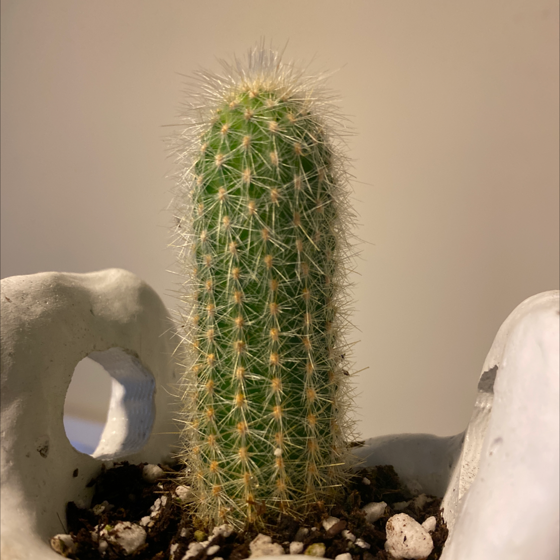 Golden Torch cactus in a pot with visible soil, well-framed and in focus.