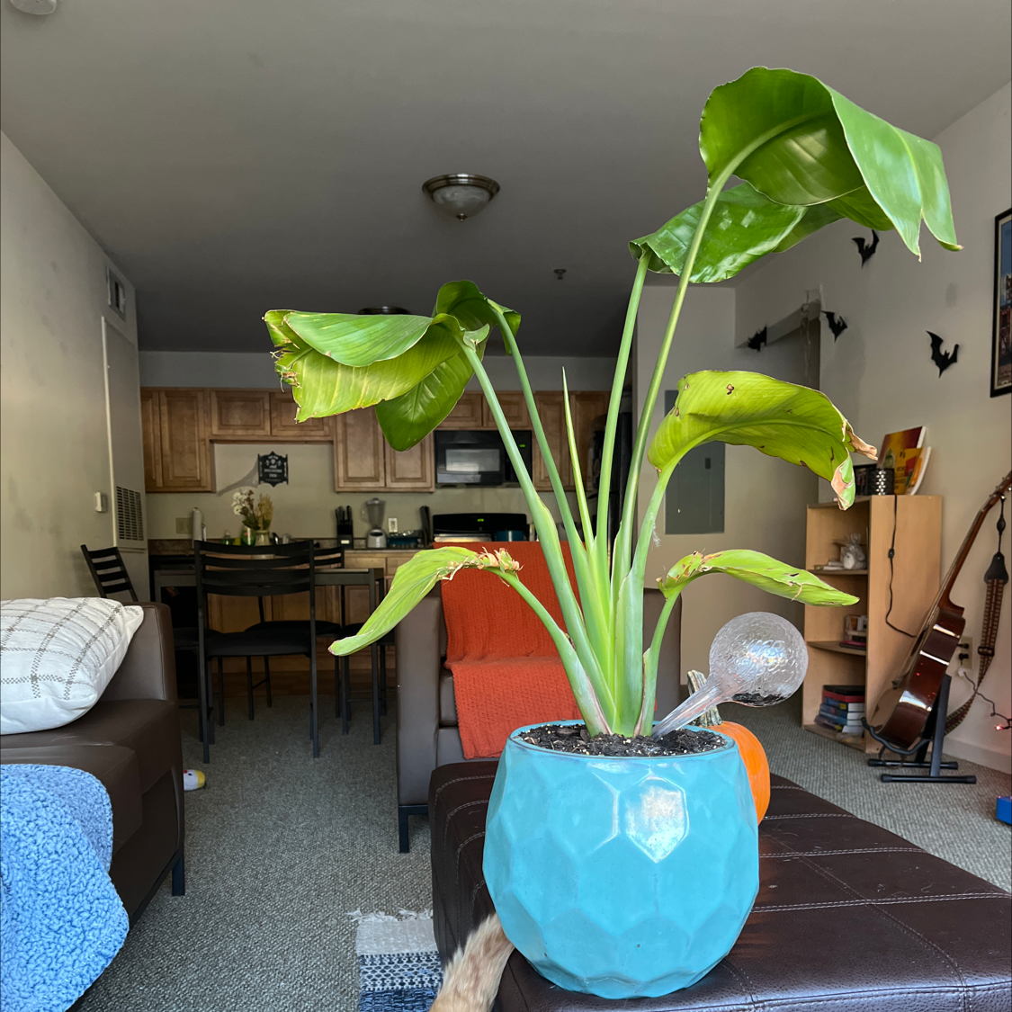 White Bird of Paradise plant photo by Decklyn named Homer on Greg, the plant care app.