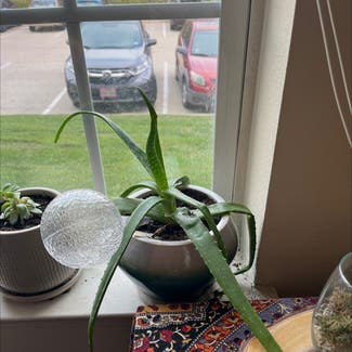 Aloe Vera plant in Columbia, Missouri