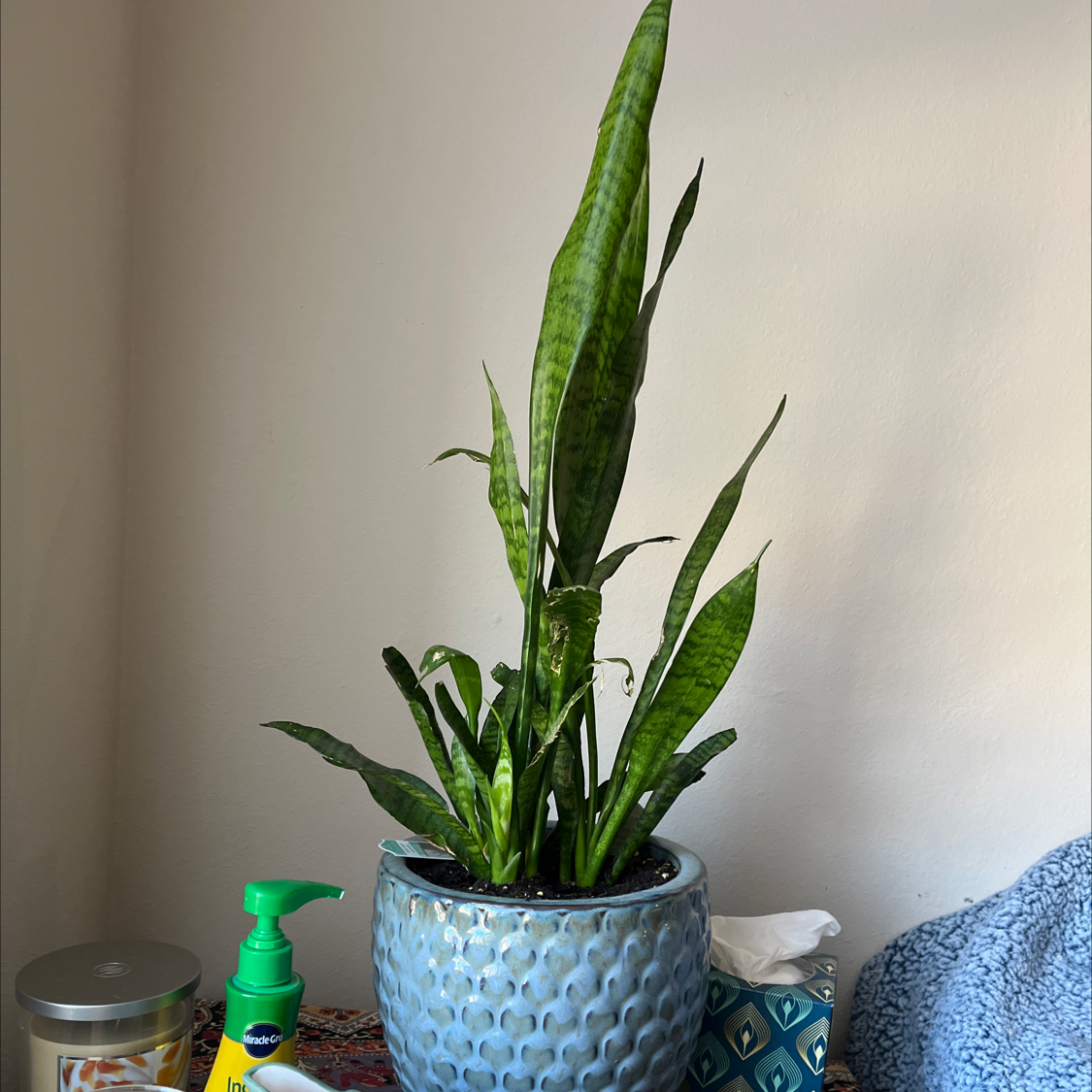 Snake Plant plant photo by Decklyn named Hemingway on Greg, the plant care app.
