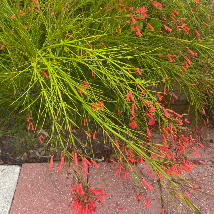 🎆 Why Are There Black Spots on My Firecracker Plant Leaves?