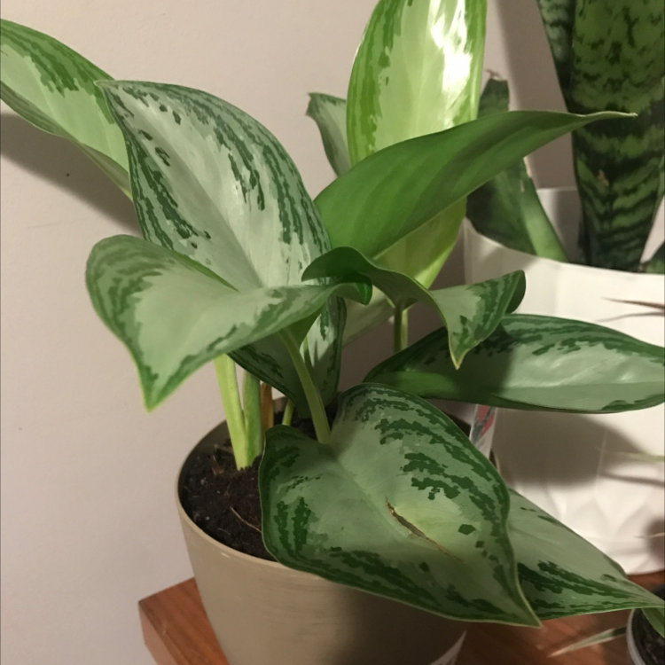 Potted Aglaonema 'Silver Bay' plant with healthy green and silver variegated leaves.
