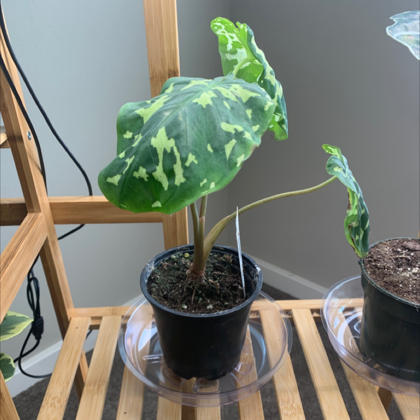 Caladium Hilo Beauty plant in a black pot on a wooden shelf, with green leaves and white spots.