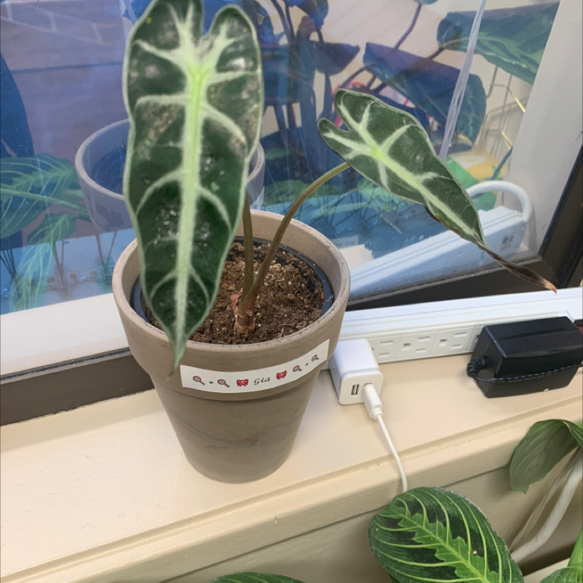 Alocasia 'Bambino' plant in a pot on a windowsill with some leaf discoloration.