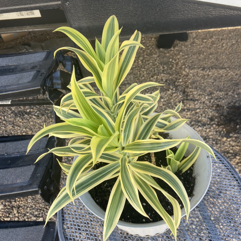 Song of India plant photo by Terry named Your plant on Greg, the plant care app.