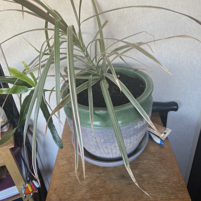 Song of India plant photo by Terry named Indie on Greg, the plant care app.