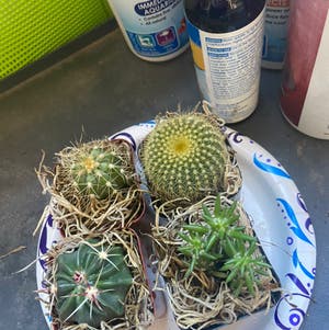 Golden Barrel Cactus plant photo by Terry named Your plant on Greg, the plant care app.
