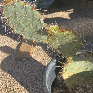 Few-Spined Marble-Seeded Prickly Pear plant photo by Terry named Your plant on Greg, the plant care app.