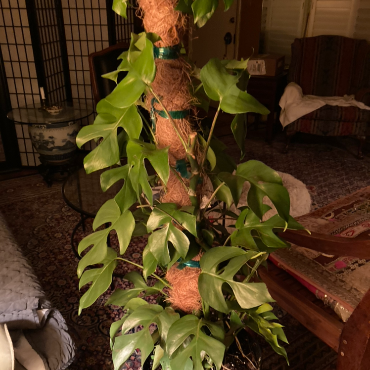 Mini Monstera plant photo by @MFK named Rhaphidophora tetrasperma Hook.f. on Greg, the plant care app.