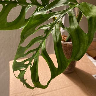 Monstera esqueleto plant in Somewhere on Earth