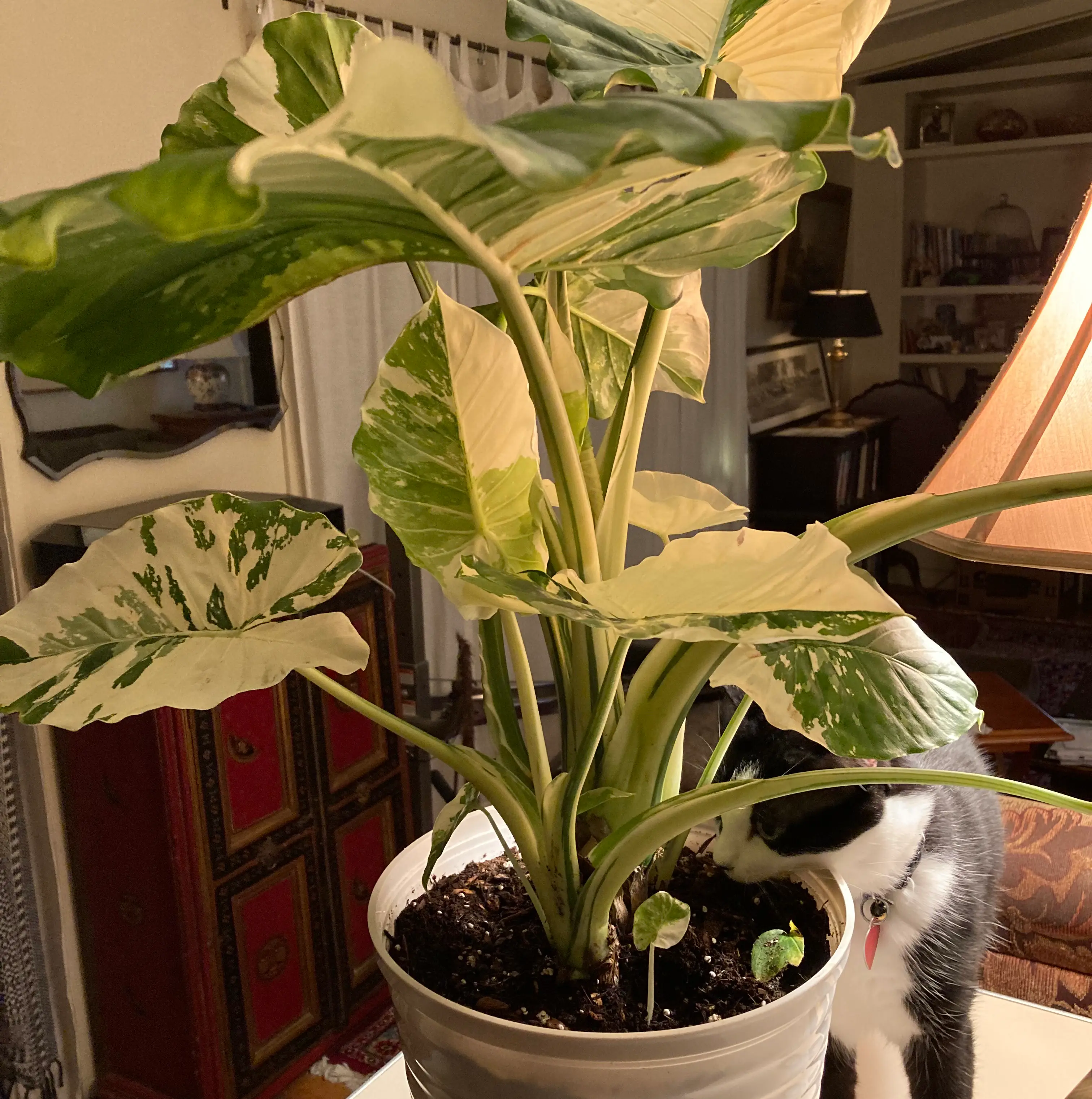 Plant care for Peperface on Greg, the plant care app