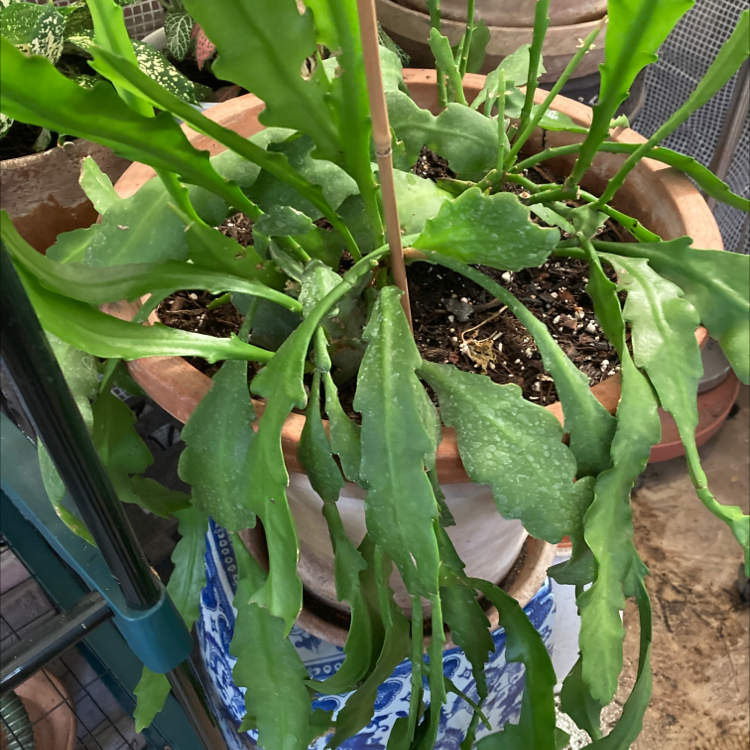 Photo of the plant species Assorted Epiphyllum by @MFK named Epiphyllum Oxypetalum on Greg, the plant care app