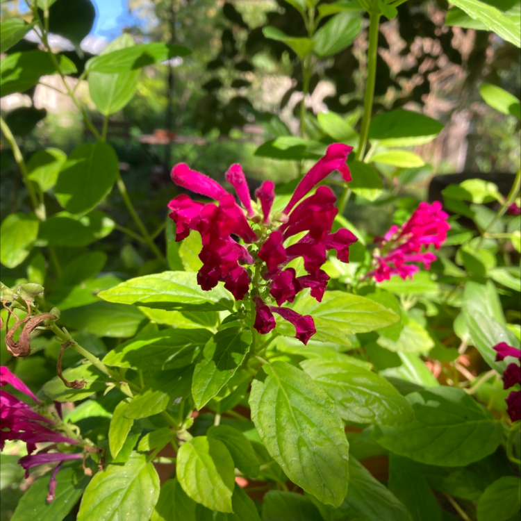 Photo of the plant species Tango Hummingbird Mint by @MFK named Raspberry daiquiri on Greg, the plant care app